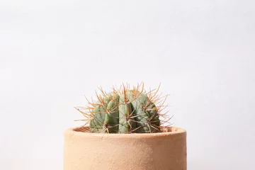 Fototapete Toilette Cute little gren cactus isolated in pot on white background with sunlight., Little houseplant hipster concept with copyspace use for background,wallpaper,poster,banner,minimal idea.  © Pakorn