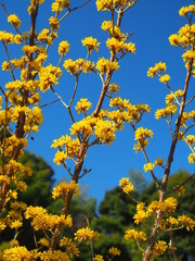 里山に咲く満開の山茱萸