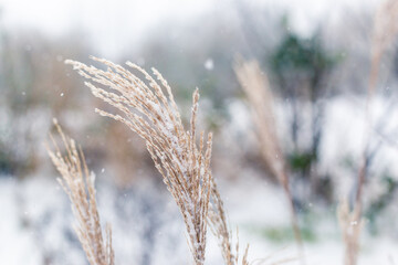 Fototapeta premium Reeds in the snow