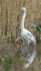 Great white Egret showing mating plumage.