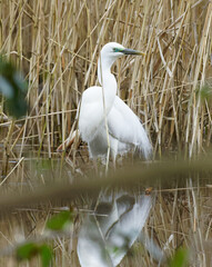 Great white Egret showing mating plumage.