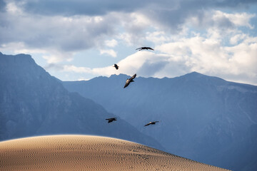 Black phorons fly over the desert. Mountains in the background