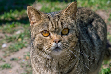 Cute gray cat with orange eyes, enjoying warm sunny weather, sitting on the meadow