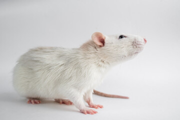 Decorative rat on white background
