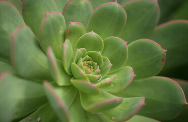Flora of Gran Canaria -  Aeonium percarneum, succulent plant endemic to the island, natural macro...
