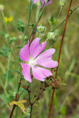 The garden tree-mallow (lat. Lavatera thuringiaca), of the family Malvaceae.