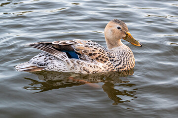 Leucistic mallard duck with lighter pigmentation