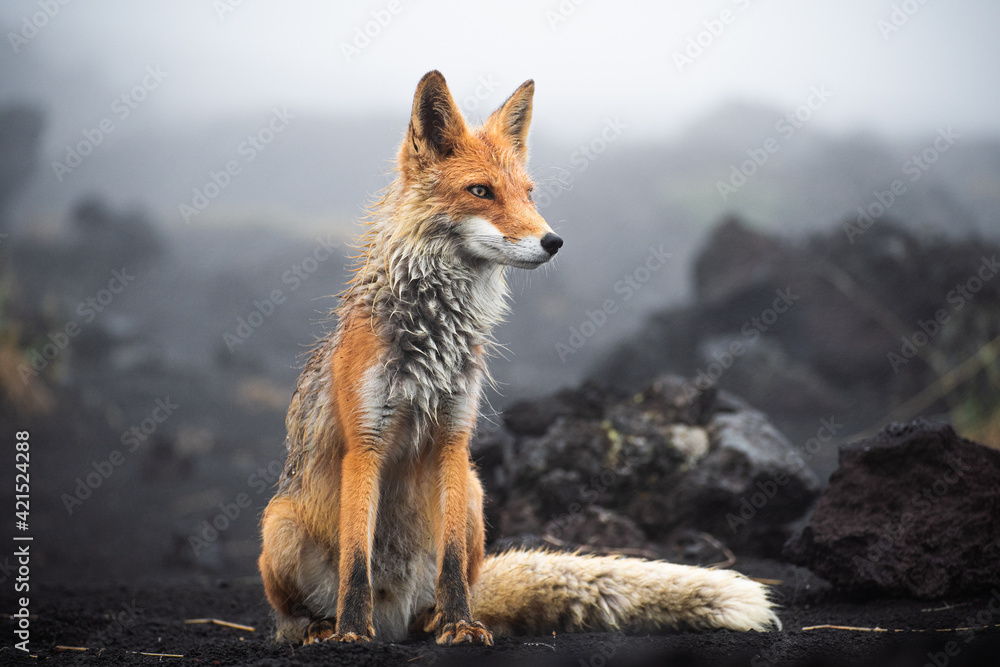Canvas Prints red fox in the dark backround