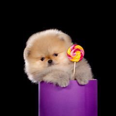 A small puppy sits in a box and eats a lollipop. Isolated on a black background.
