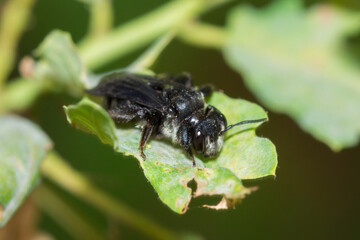 The mining bee (lat. Andrena), of the family Andrenidae.