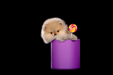 A small puppy sits in a box and eats a lollipop. Isolated on a black background.