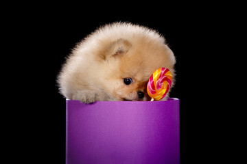A small puppy sits in a box and eats a lollipop. Isolated on a black background.