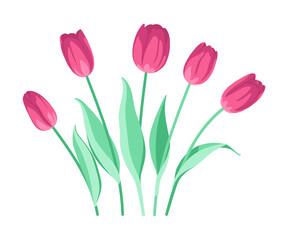 Vector set of pink tulips. Flowers are isolated on a white background. Spring floral card.