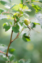 The rose sp. (lat. rosa), of the family Rosaceae.