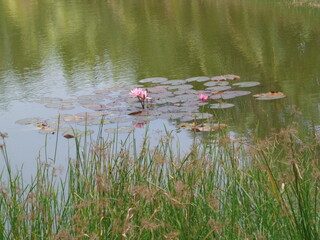 ducks on the lake
