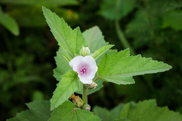 The marsh-mallow (lat. Althaea officinalis), of the malvaceae family.