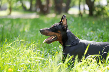 Portrait of a beautiful black and brown dog breed Doberman, which sitting in the park on the green grass in summer