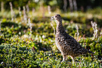 Grey partridge (Perdix perdix) also known as the English partridge