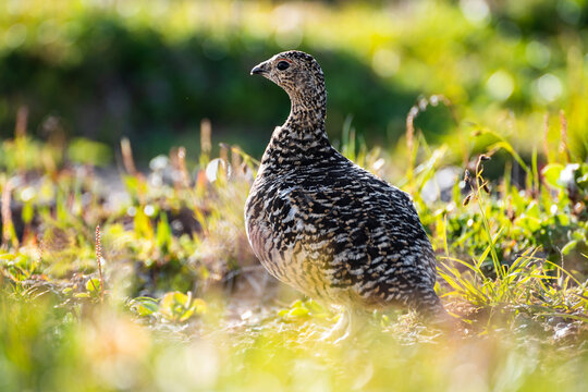 The female partridge pretended to be wounded because there were chicks nearby.
