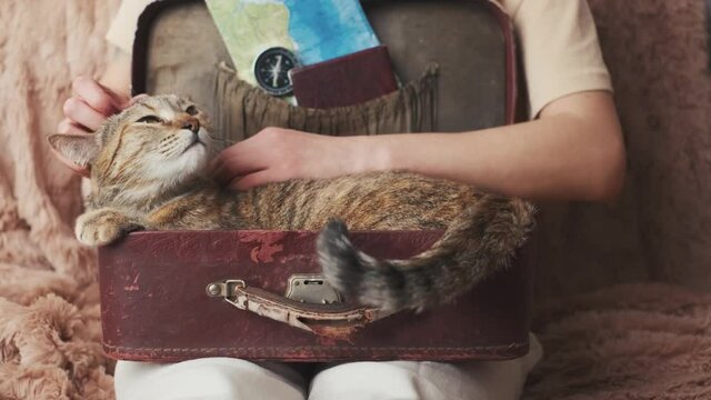 Woman petting a domestic cat that lies in a traveler's vintage suitcase.
