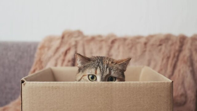 Curious cat with big eyes sits in a box.

