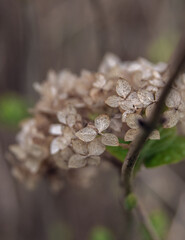 dust flowers