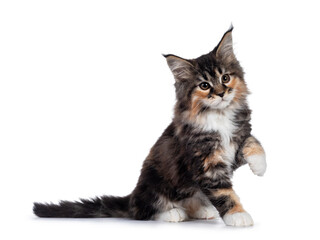 Adorable tortie Maine Coon cat kitten, sitting side ways. One paw playful in air. Isolated on white background.