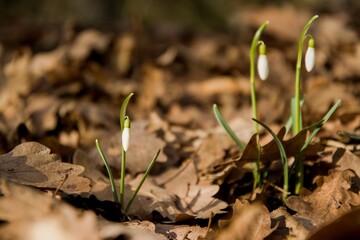 snowdrops in leaves