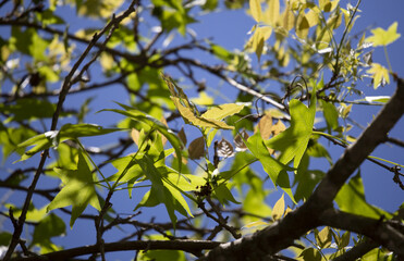 Spring Foliage