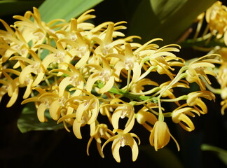 Cluster of the tiny yellow Dendrobium Speciosum orchid flowers from East Australia