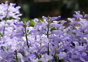 Beautiful purple clusters of Spurflower 'Velvet Lady'