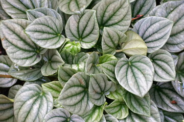 Fototapeta na wymiar Green leaves of Emerald-Ripple Peperomia 'Silver Ripple' plant