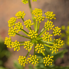 Flora of Gran Canaria - flowering Astydamia latifolia, Canary Sea Fennel, edible plant native to Canary Islands, natural macro floral background
