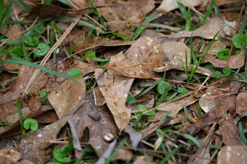 Dried Leaves on the Ground