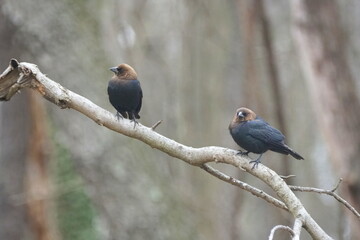Two brown-headed cowbirds perching on the tree