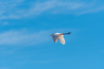 A great egret (Ardea alba) flying against a blue sky over Baja California Sur, Mexico.