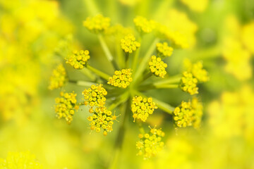 Flora of Gran Canaria - flowering Astydamia latifolia, Canary Sea Fennel, edible plant native to Canary Islands, natural macro floral background
