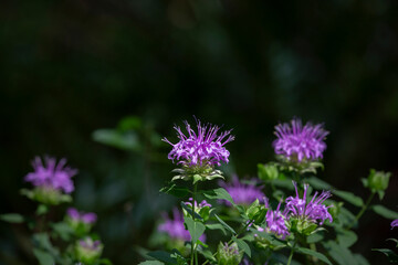 Fototapeta premium Purple Blooms