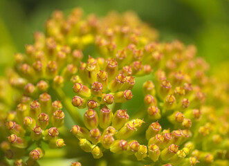 Flora of Gran Canaria - flowering Astydamia latifolia, Canary Sea Fennel, edible plant native to Canary Islands, natural macro floral background
