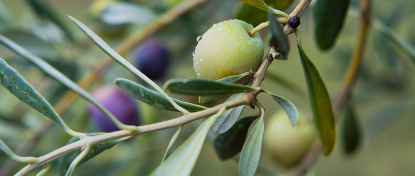 Pink oliv tree in an olive grove with ripe olives on the branch ready for harvest.