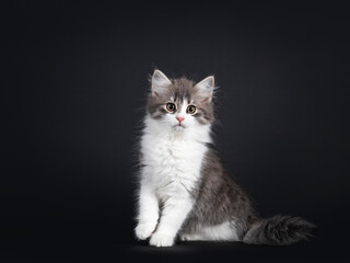 Fototapeta na wymiar Cute blue and white Siberian cat kitten, sitting side ways. Looking towards camera. Isolated on black background with copy space.