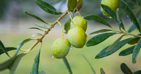 Green oliv tree in an olive grove with ripe olives on the branch ready for harvest.