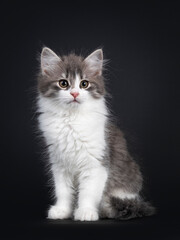 Cute blue and white Siberian cat kitten, sitting facing front. Looking side ways. Isolated on black background.