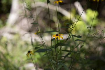 Sunflowers in a Flowerbed