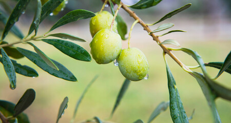 Green oliv tree in an olive grove with ripe olives on the branch ready for harvest.