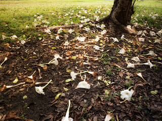 leaves Dolichandrone serrulata (Wall. ex DC.) Seem. Bignonia serratula Wall. ex DC., Bignonia serrulata Spathodea serrulata Stereospermum serrulatum DC.)