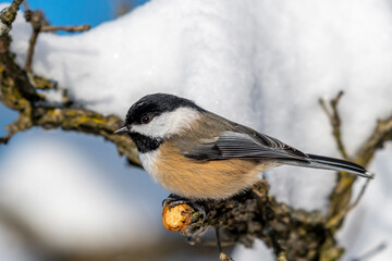 Closeup of a Black-capped Chickadee (poecile atricapillus) on a snow covered branch in winter. 