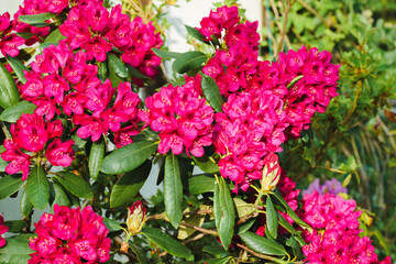 raspberry red rhododendron flowers on the branches, selective sharpness