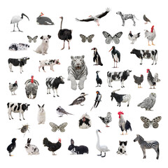 collage of black and white animals isolated on white background