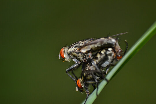 Couple Of  Black Soldier Fly  Mating